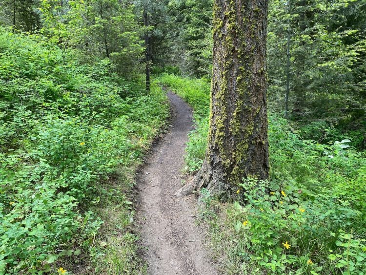 A trail in the Rattlesnake Recreation Area
