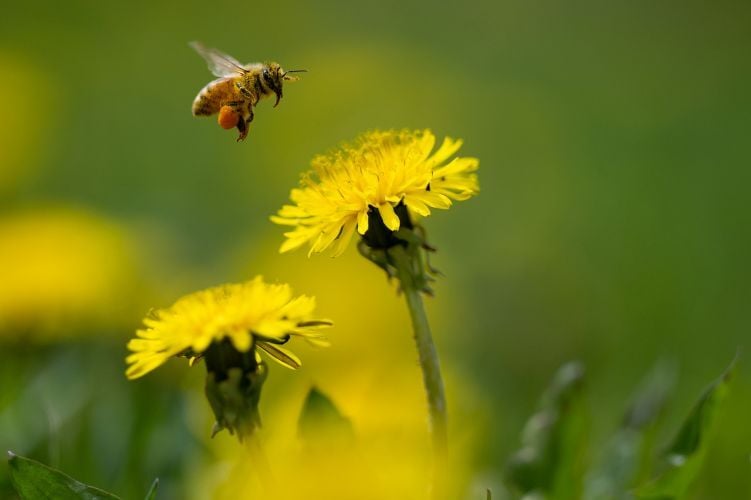 a bee hovers above a dandelion