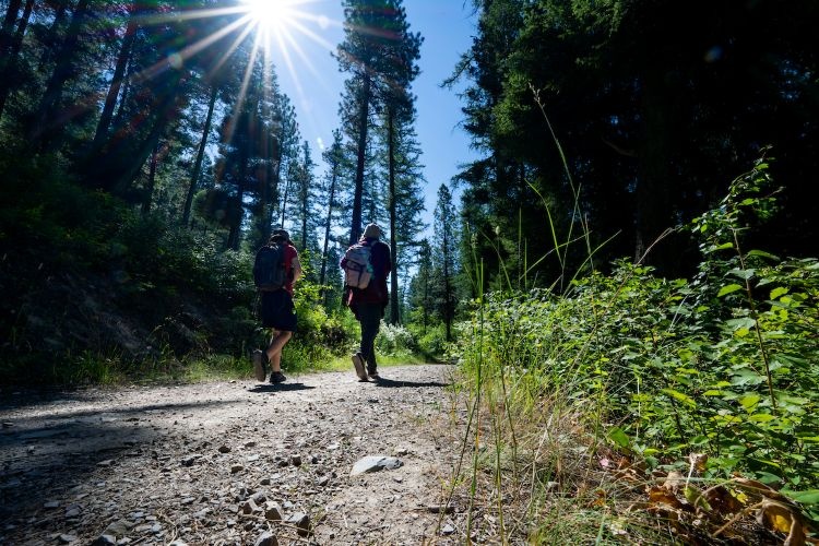 Hikers in the forest
