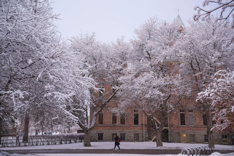 person walking on sidewalk underneath snowy trees