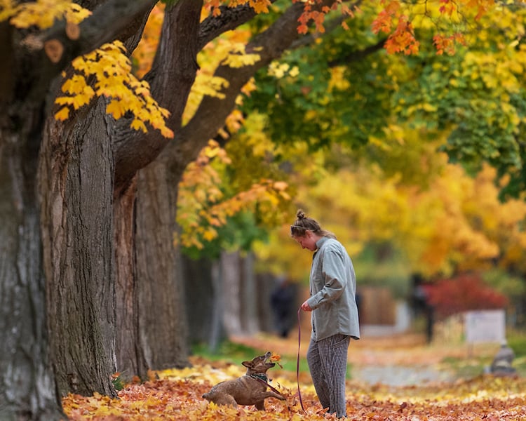 a girl and her dog playing in the leaves