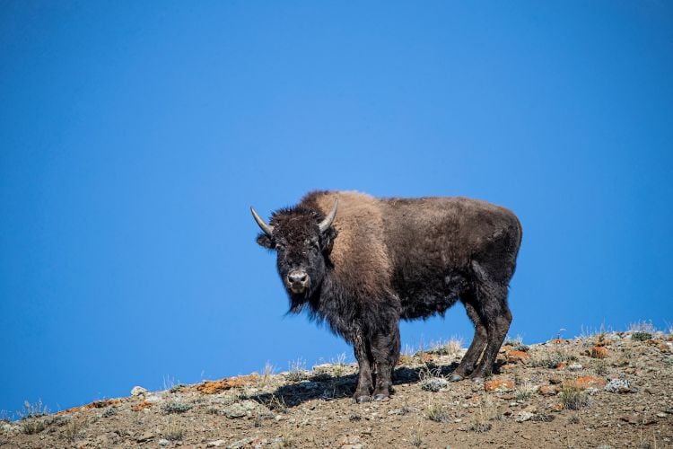 A bison in the wild