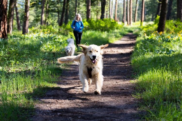 A dog running in Pattee Canyon National Recreation Area