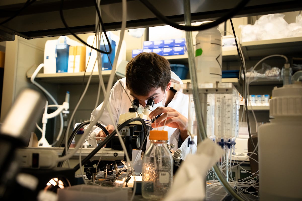 A student using a microscope at the University of Montana
