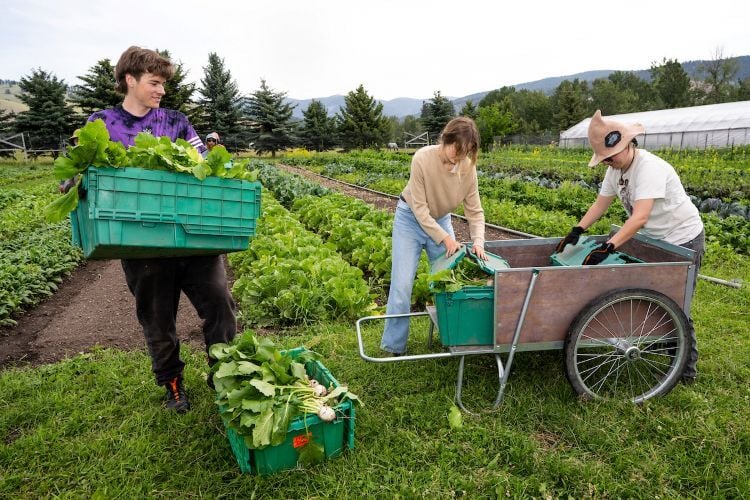 Students harvesting food at the PEAS Farm