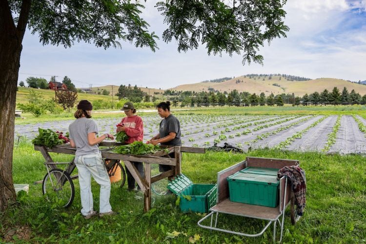 Students harvesting food at the PEAS Farm