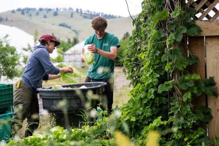 Students washing vegetables at the PEAS Farm