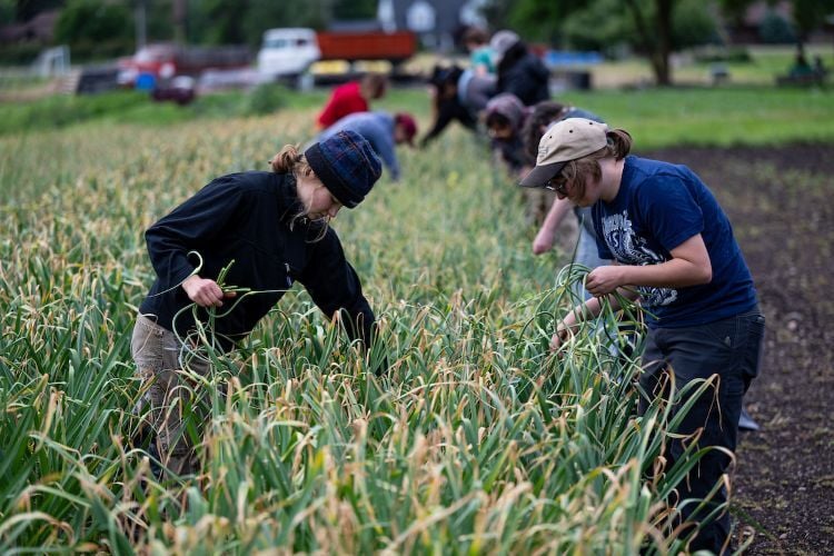 Students harvesting food at the PEAS Farm