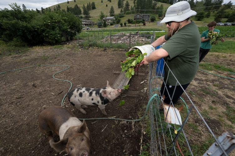 A student at PEAS Farm feeding the resident pigs