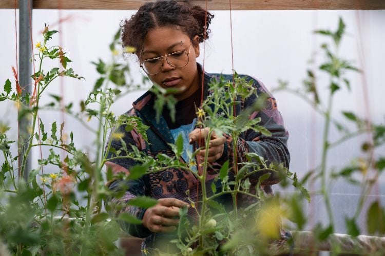A student trimming plants in the greenhouse at the PEAS Farm