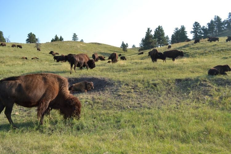 Bison munching on an open field of grass