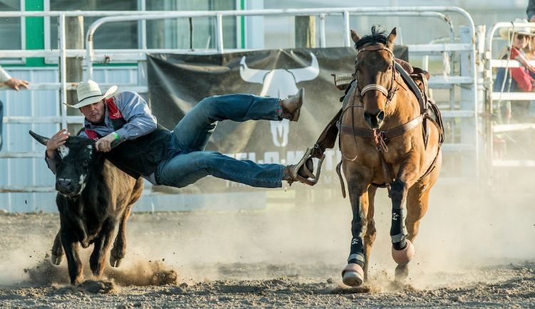 A UM Rodeo student-athlete disembarks from his horse to slow down a steer