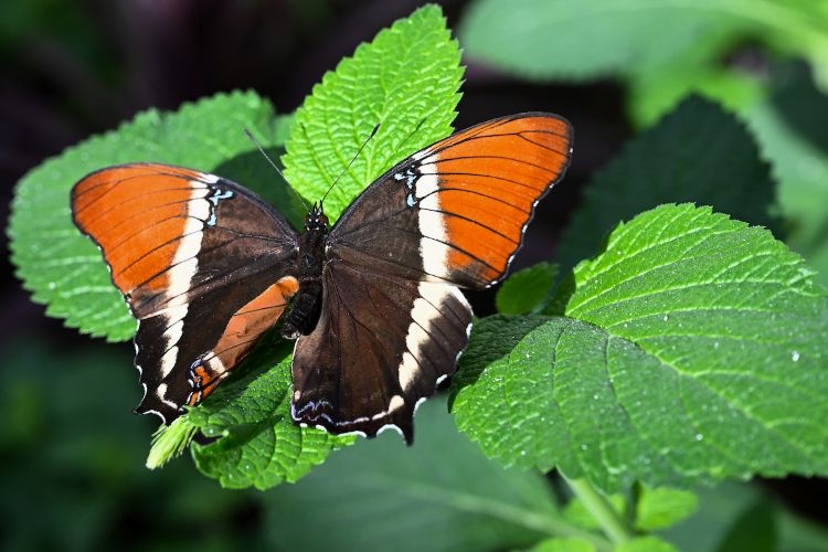 A butterfly at the Missoula Butterfly and Insectarium