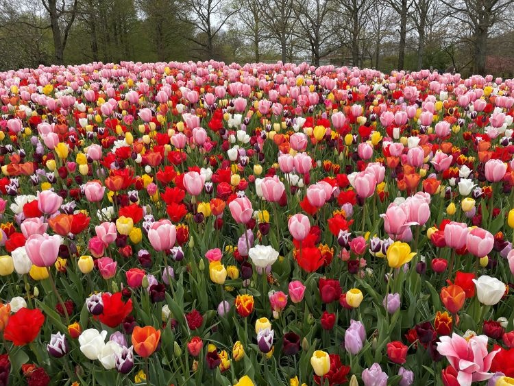 A tulip garden in France