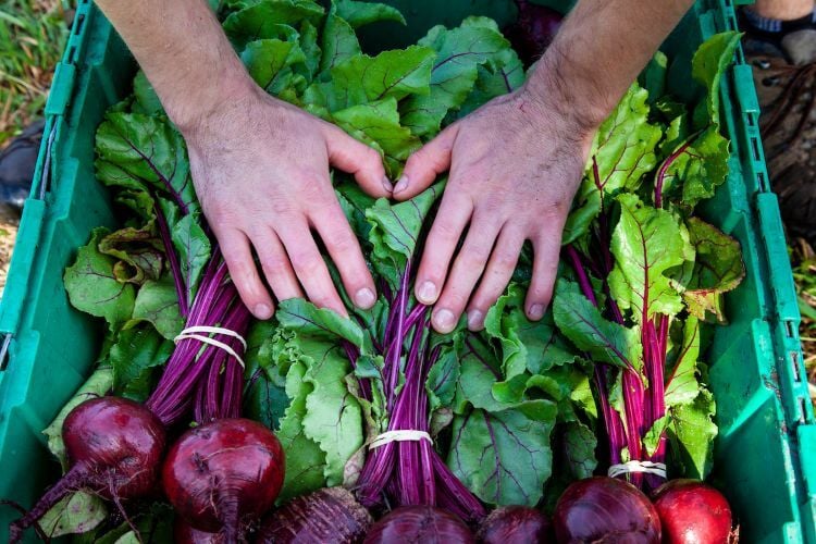 A farmer at the farmer's market puts their hands on freshly picked crops