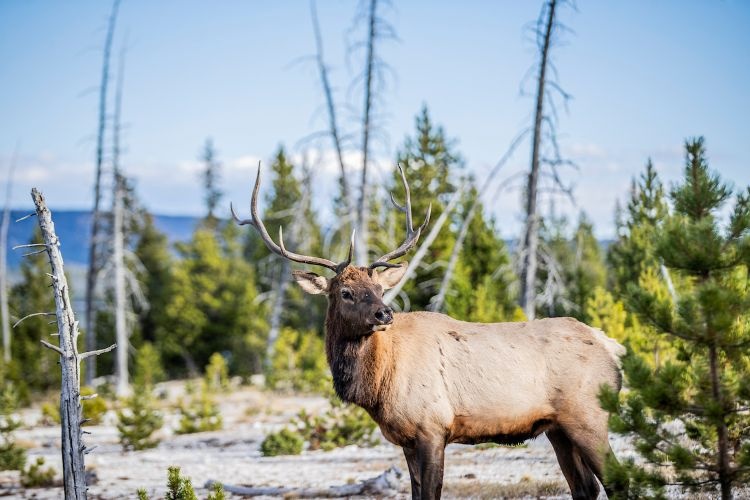 20211001_Yellowstone_224895