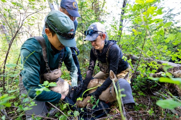 20240611_elk_study_5365_rb95