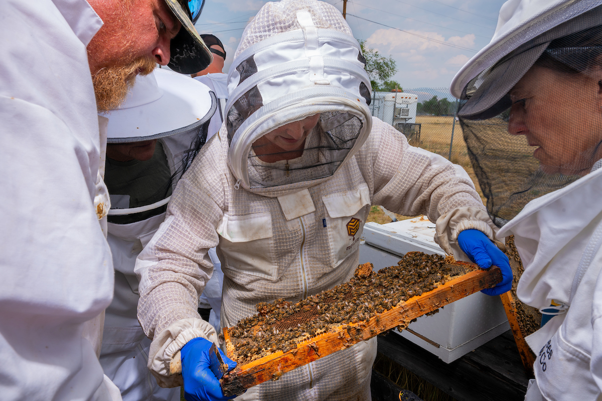Explore UM’s Online Beekeeping Courses